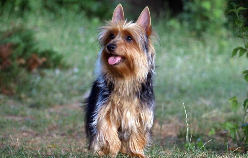 Silky Terrier