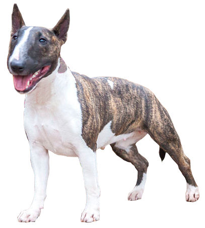 Miniature Bull Terrier