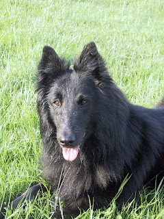 belgian sheepdog